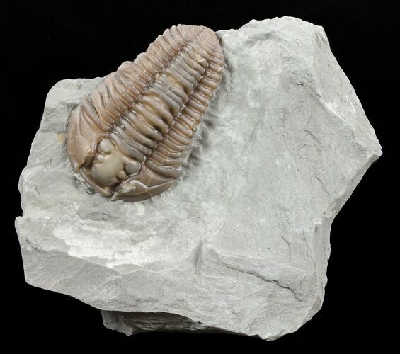Prone Flexicalymene Trilobite - Ohio #63573